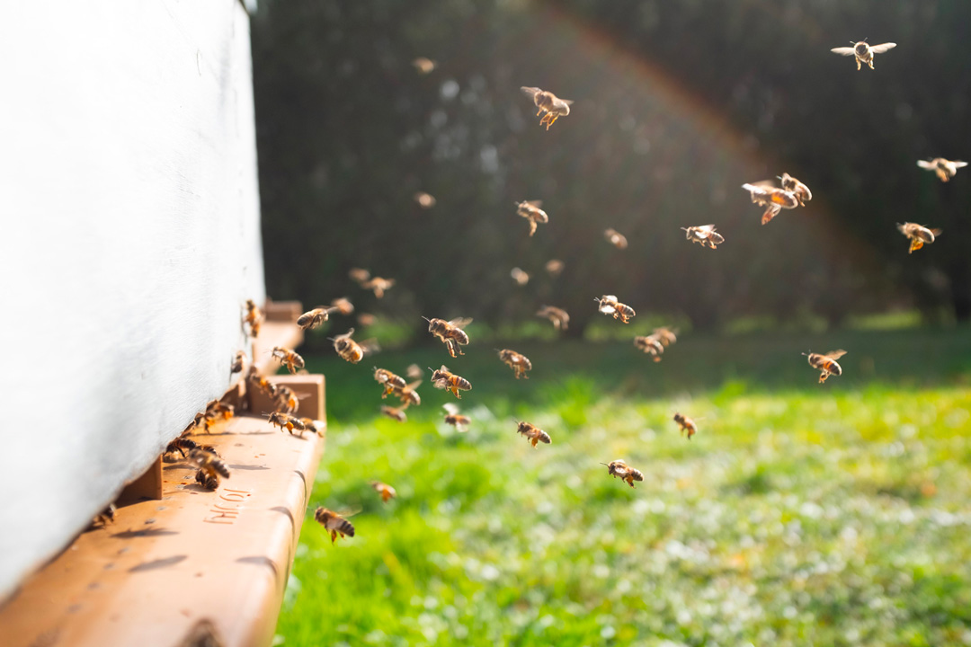 abeilles